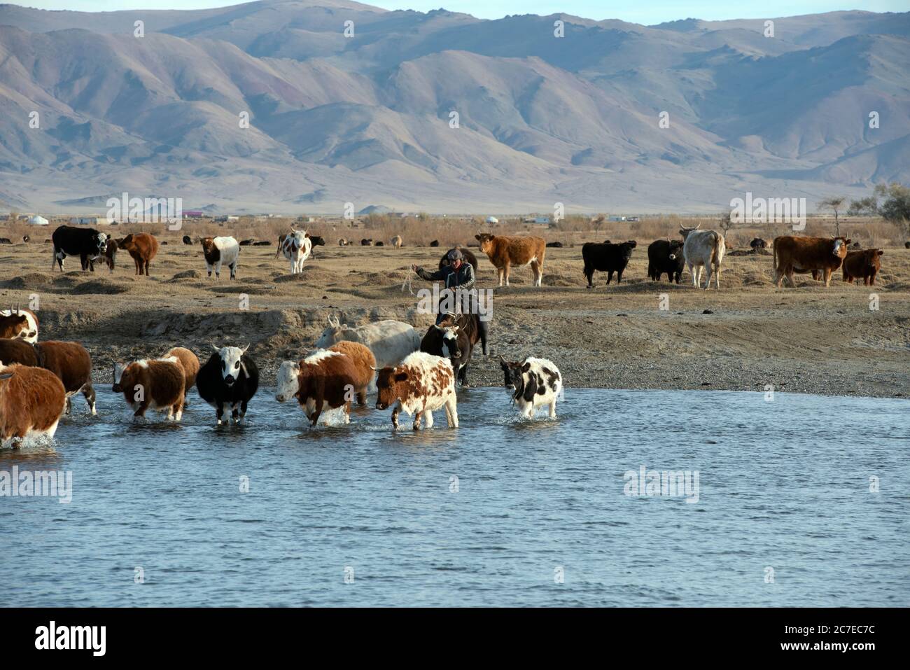 A nomadic Kazakh herder on horseback driving his herd of cattle across a river in the Altai Mountains, western Mongolia. Stock Photo