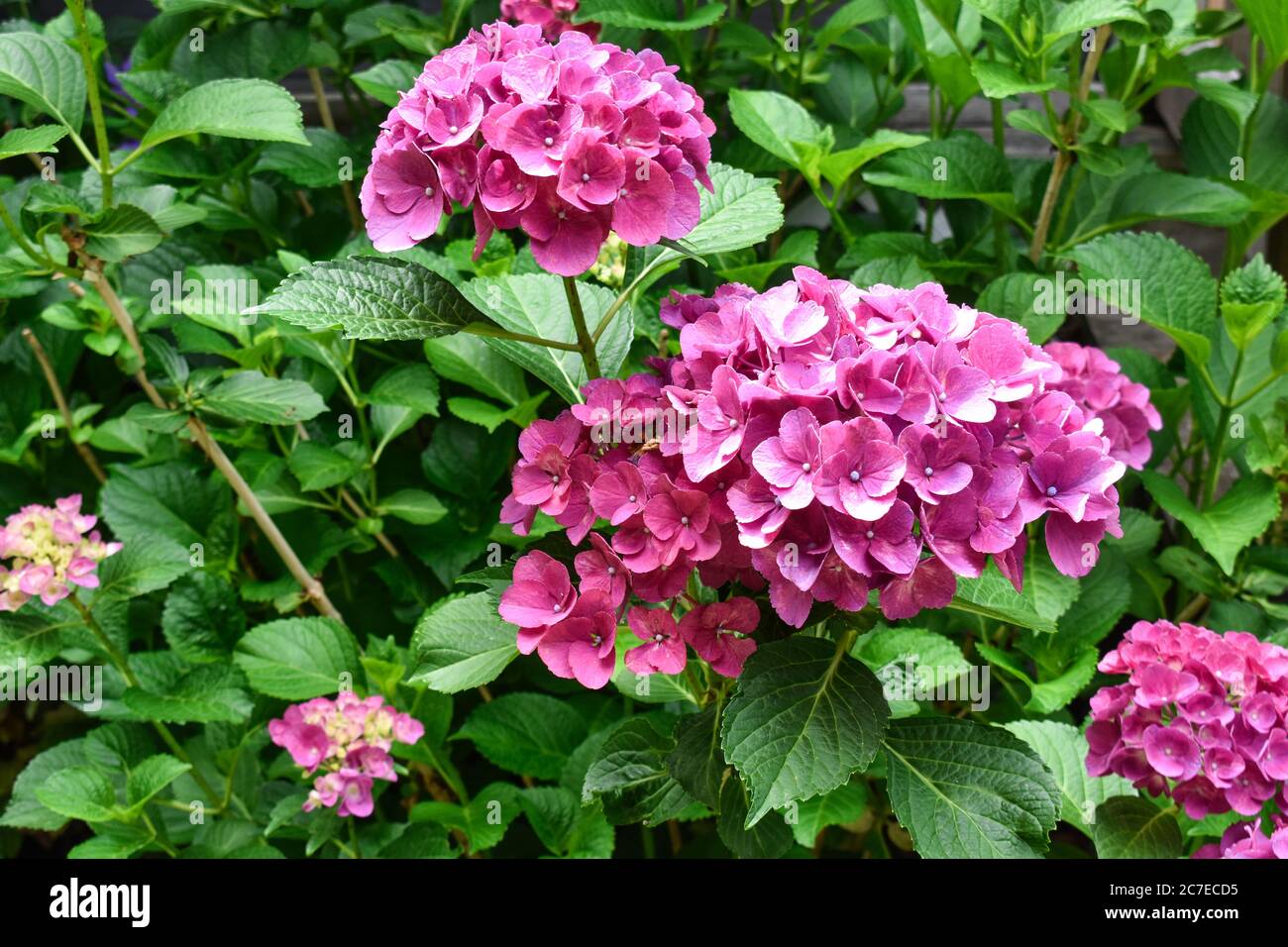 Abundant pink hydrangea blossoms and buds on bush in home garden Stock Photo