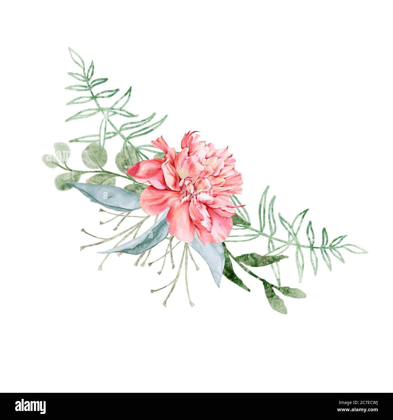 Bouquet of peony flowers. Isolated drawing. Stock Photo