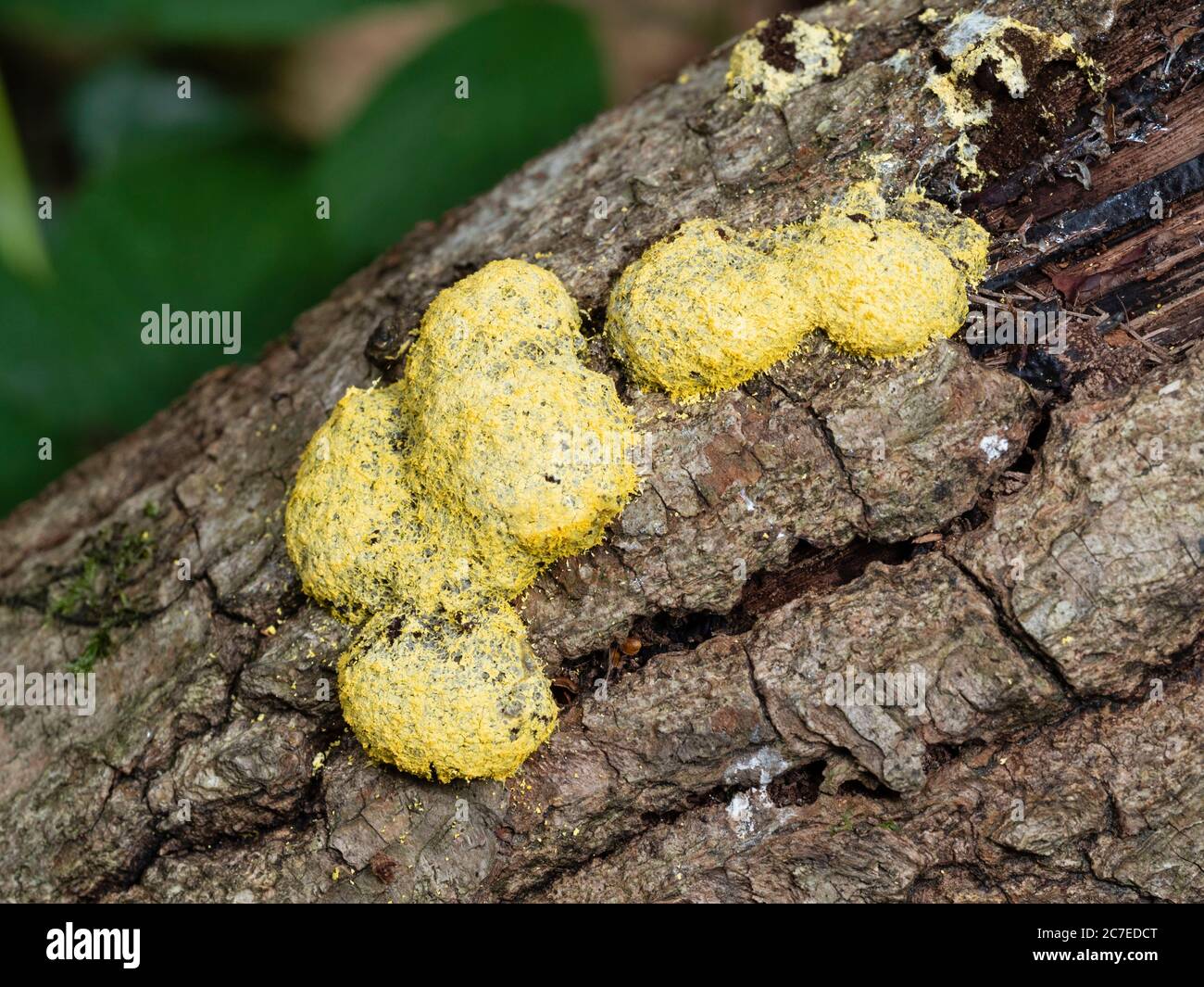 Yellow sporangia of the dog vomit slime mold, Fuligo septica, on a fallen log in woodland Stock Photo