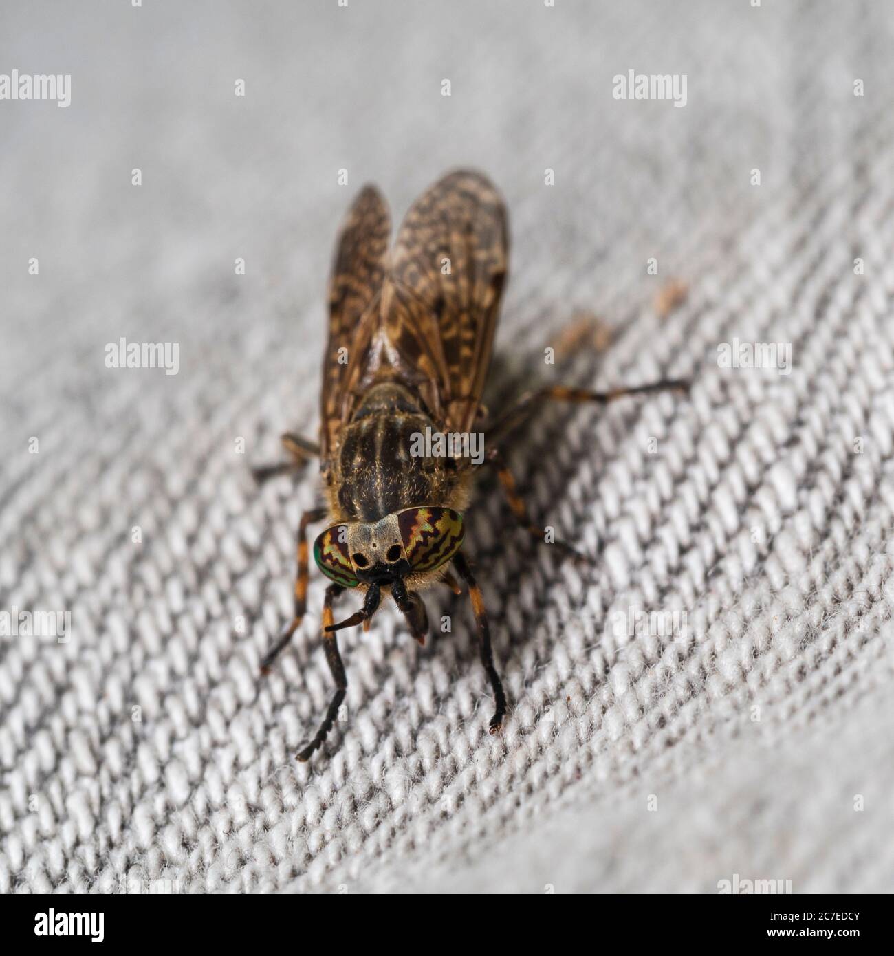 Front view of the UK notchhorned cleg horsefly, Haematopota pluvialis,showing the colourful