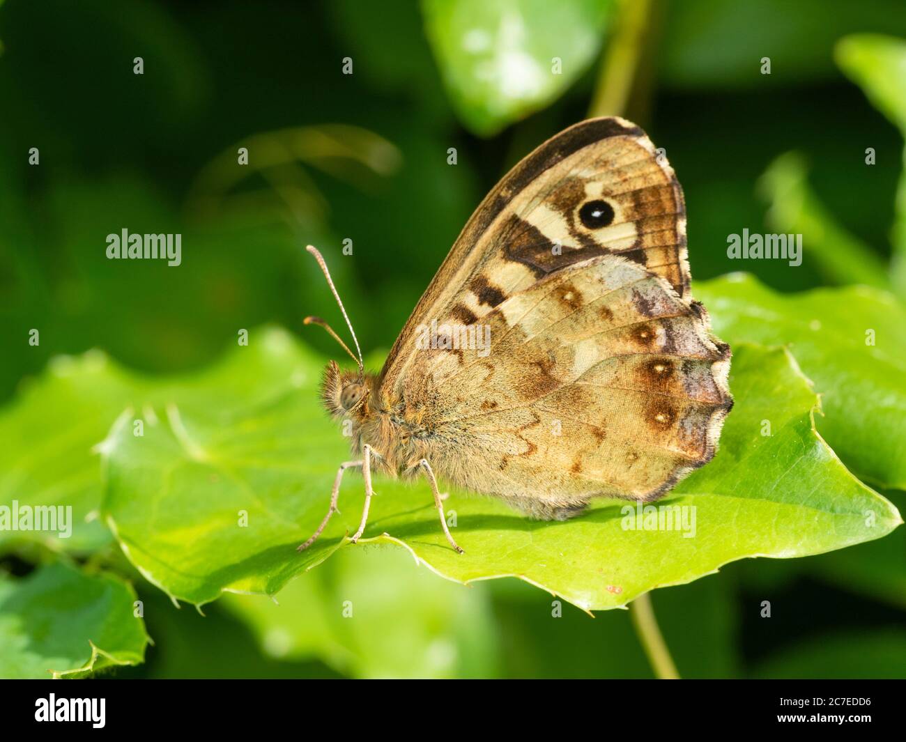 Uk native Speckled Wood butterfly, Pararge aegeria, in resting pose showing the underwing Stock Photo