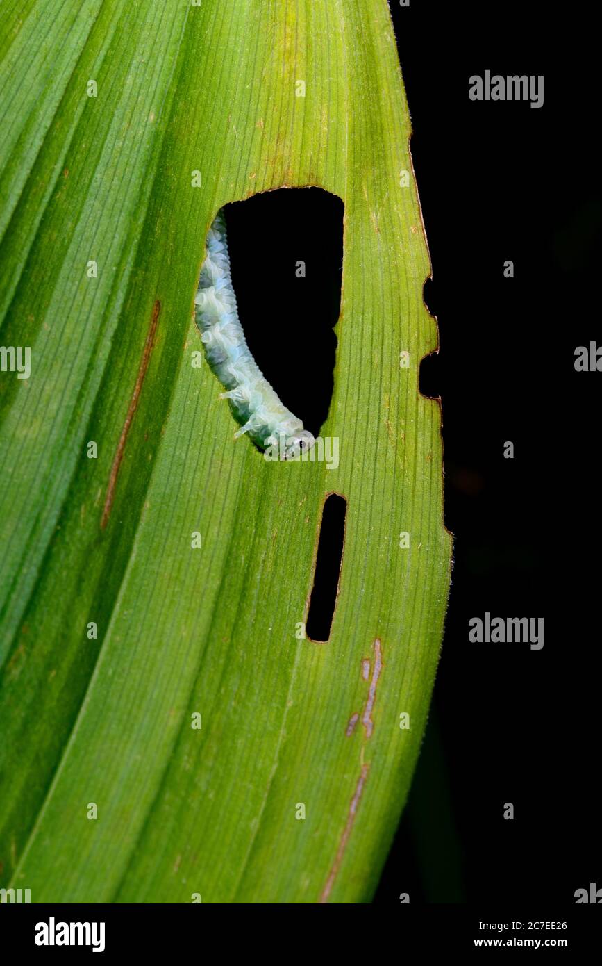 Caterpillar walks on the leaf eating it Stock Photo