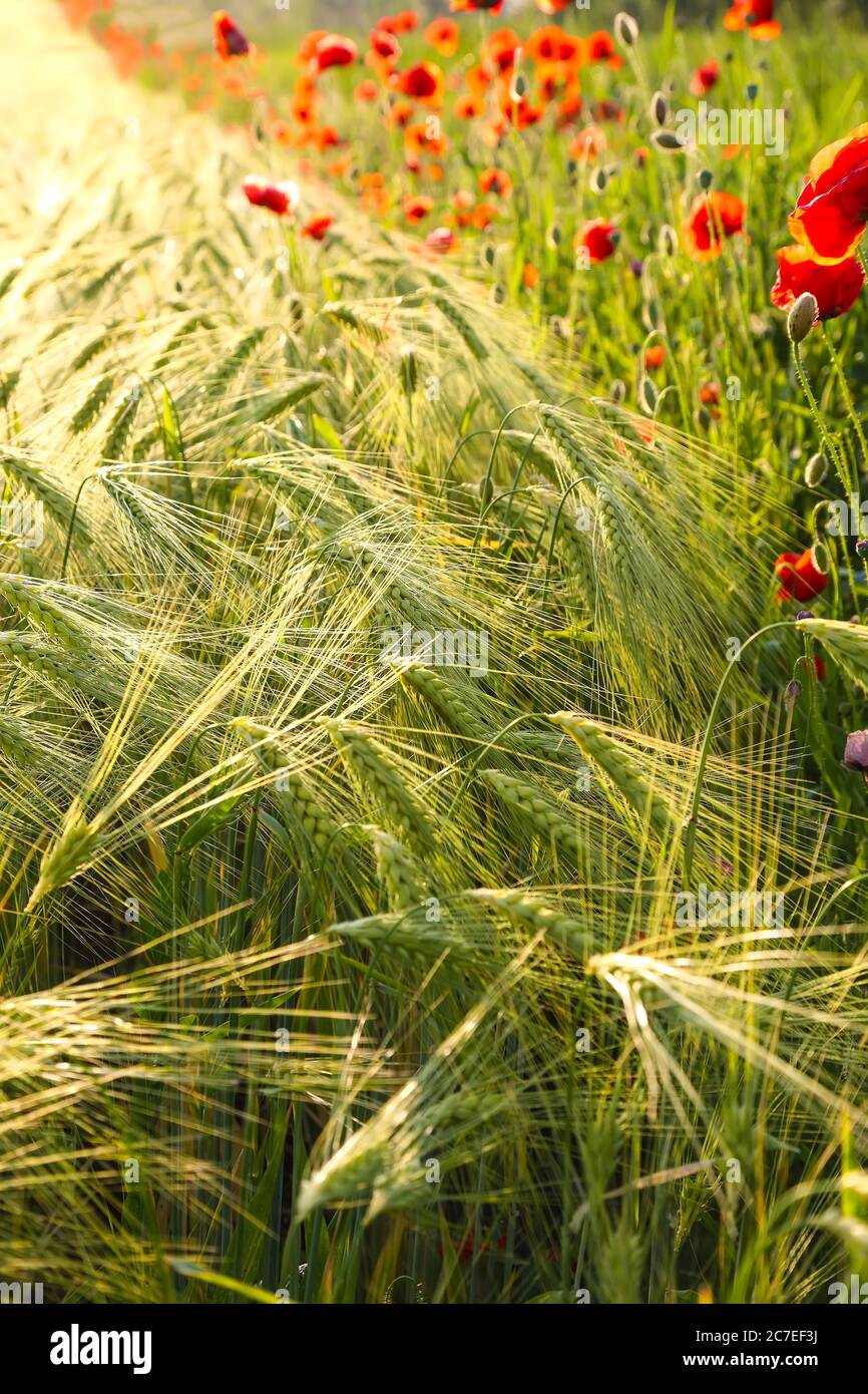 Wild red summer poppies in wheat field. Meadow of wheat and poppy ...