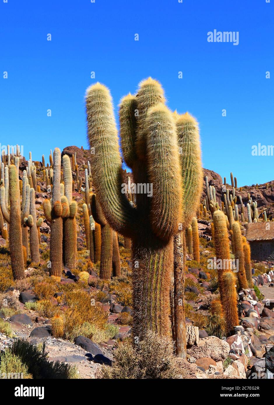 Cacti on Isla Incahuasi Stock Photo