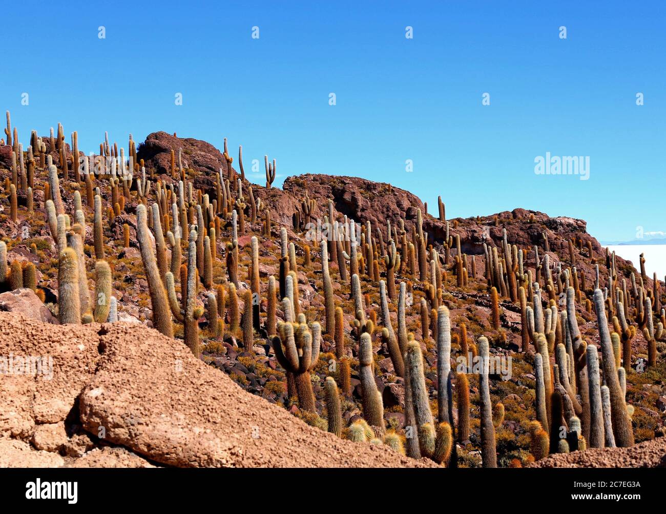 Cacti on Isla Incahuasi Stock Photo