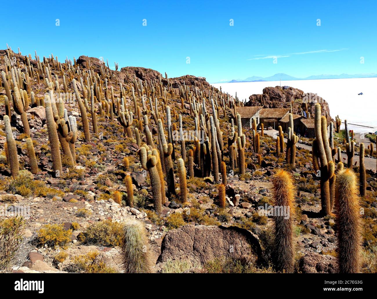 Cacti on Isla Incahuasi Stock Photo