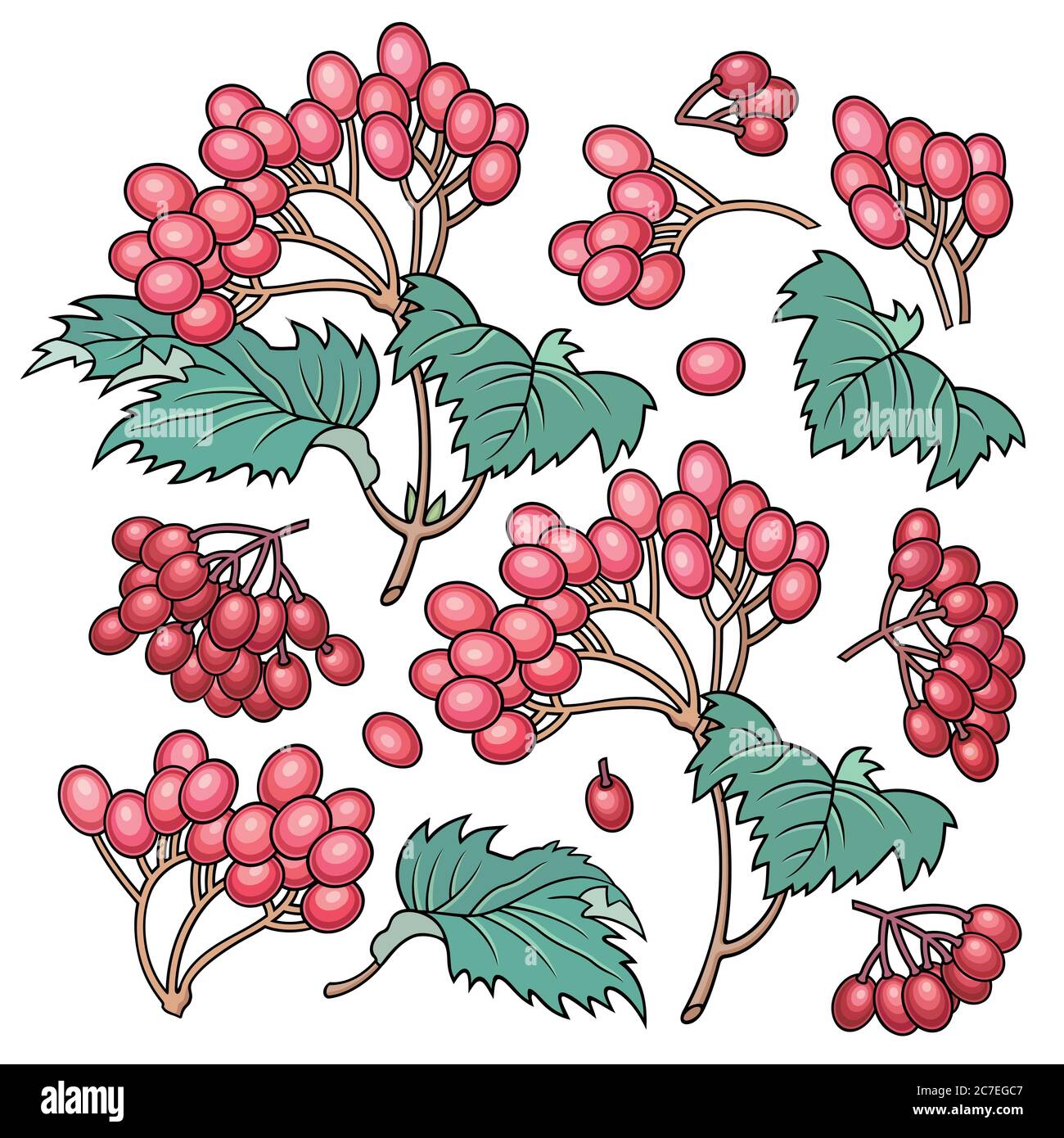 Hand drawn viburnum. Set of objects Stock Vector Image & Art - Alamy