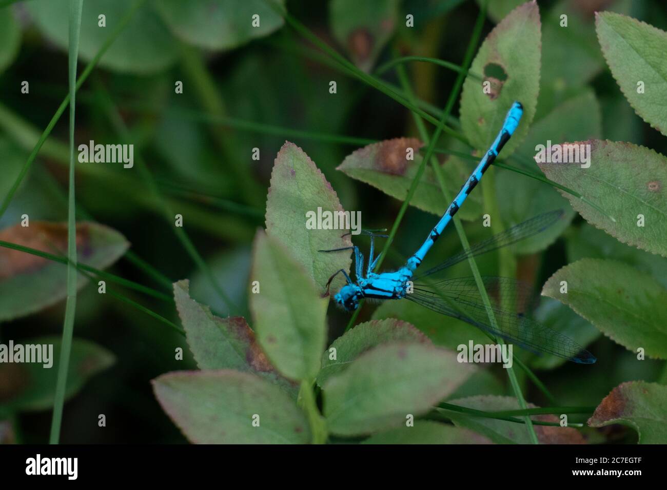 A blue dragonfly known as the common blue damselfly sitting on a green ...