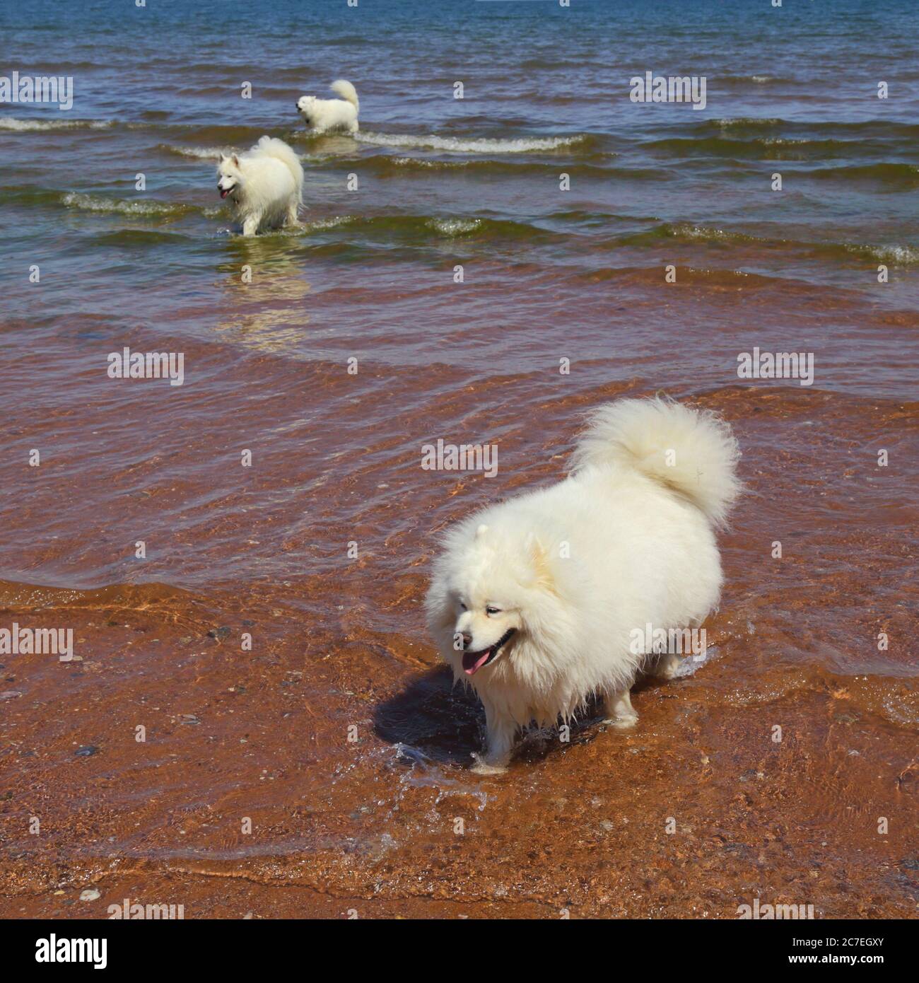 Group of Samoyed dogs on the beach in Devon Stock Photo