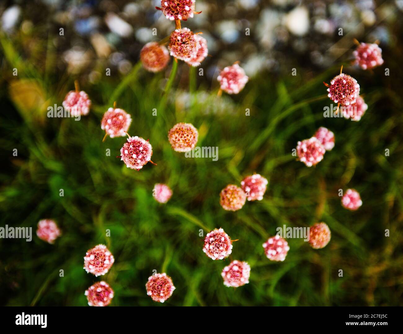 pink flowers growing in Tierra del Fuego National Park, Ushuaia, Argentina, Patagonia, South America Stock Photo