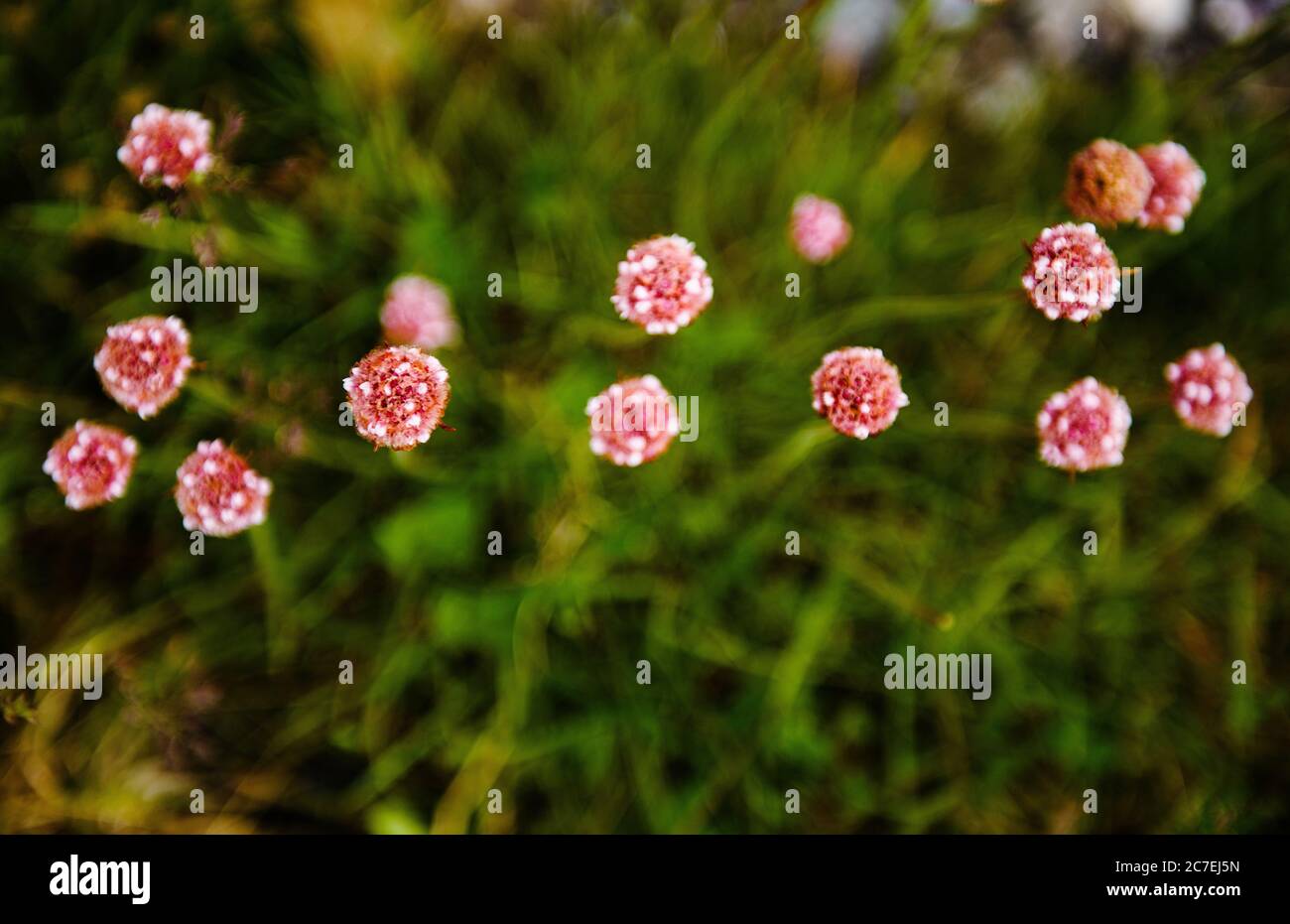 pink flowers growing in Tierra del Fuego National Park, Ushuaia, Argentina, Patagonia, South America Stock Photo