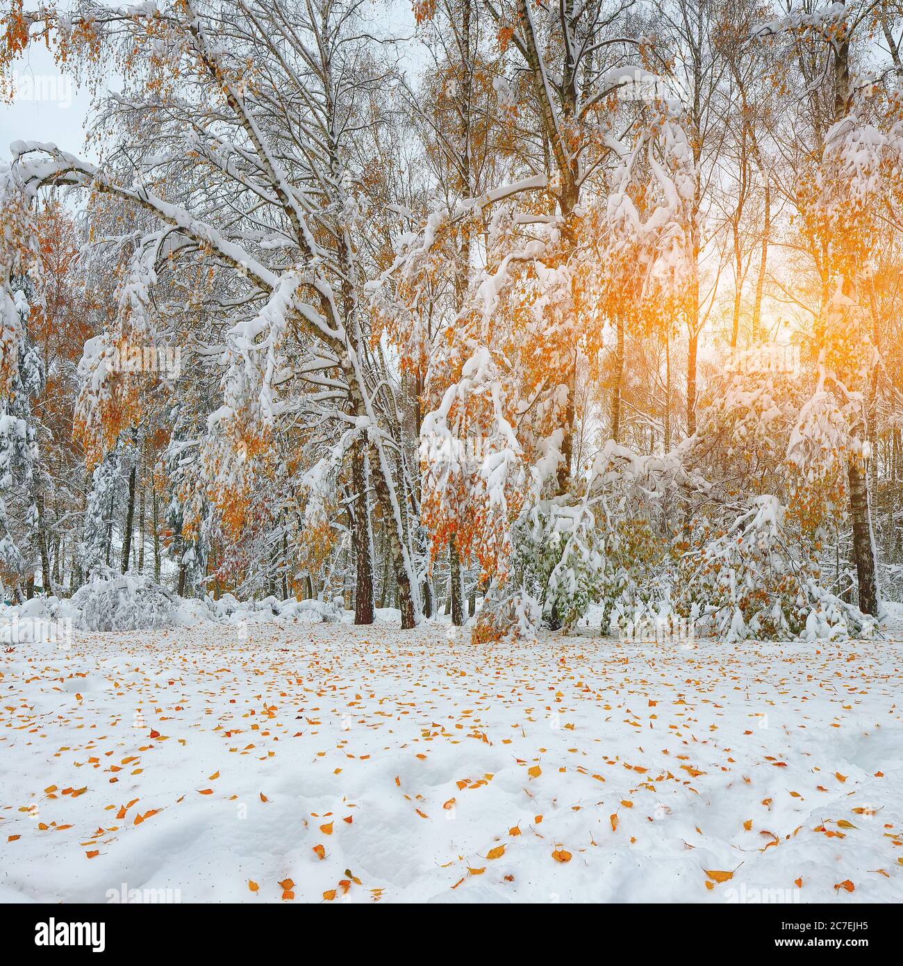 First snow in the forest. Snow covered trees in the wood. Fallen leaves ...