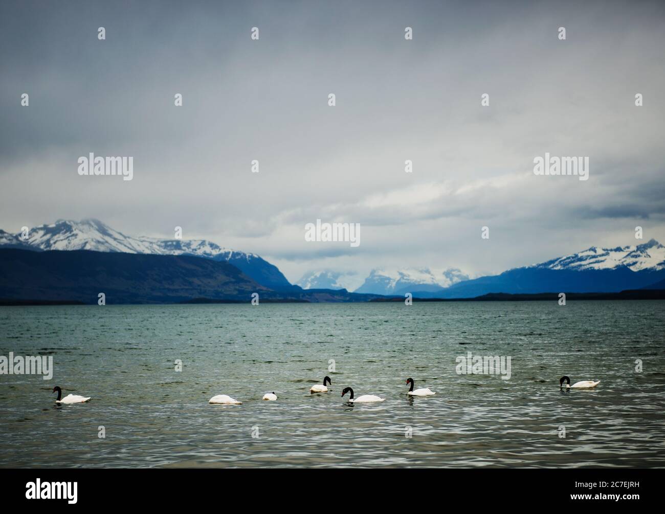 Swan in Puerto Natales, Chile Stock Photo - Alamy