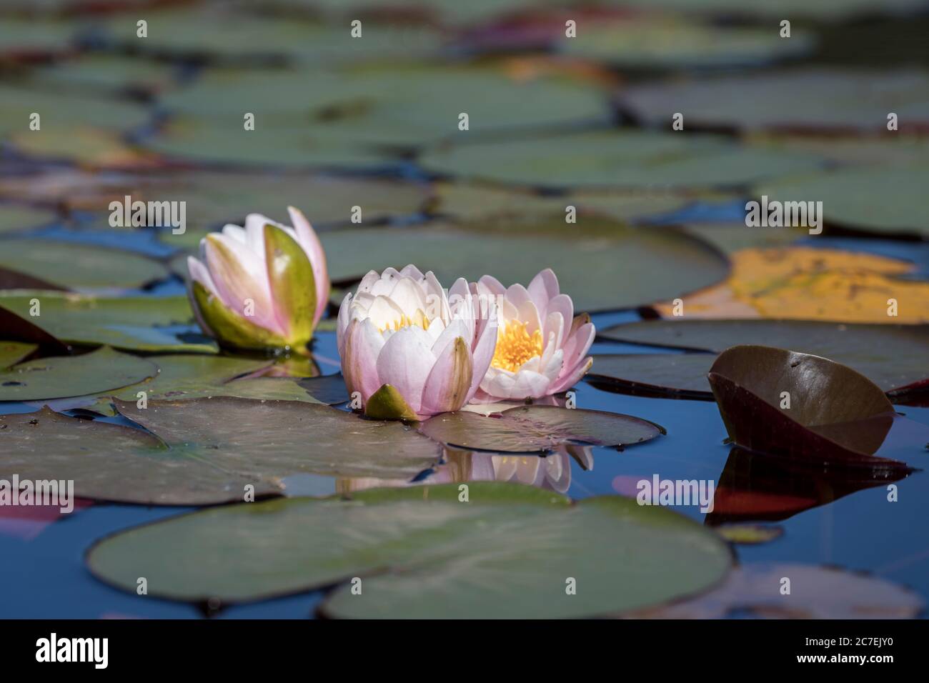 A cluster of water lillies among the lilypads in north Idaho. Stock Photo