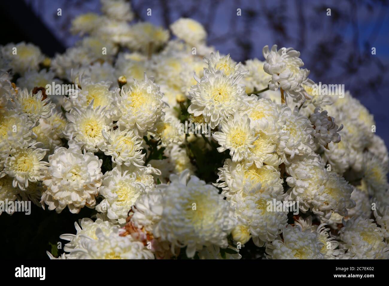 White chrysanthemum Stock Photo