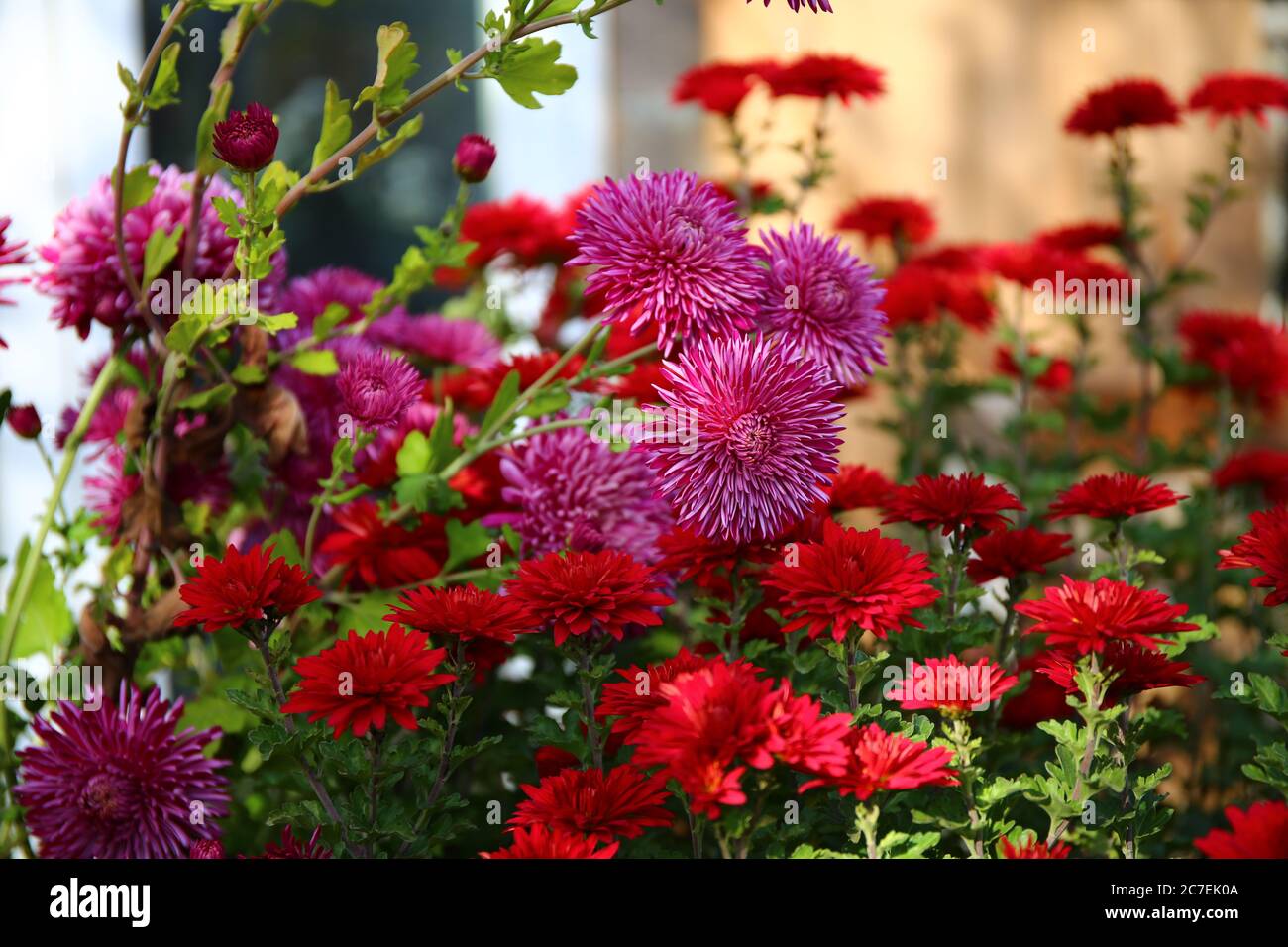 Red chrysanthemum Stock Photo