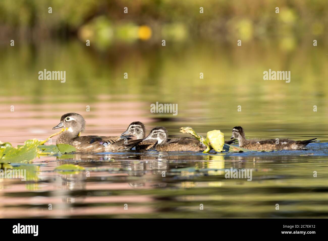 Wood duck chicks swim in the water in a small lake in north Idaho Stock Photo Alamy