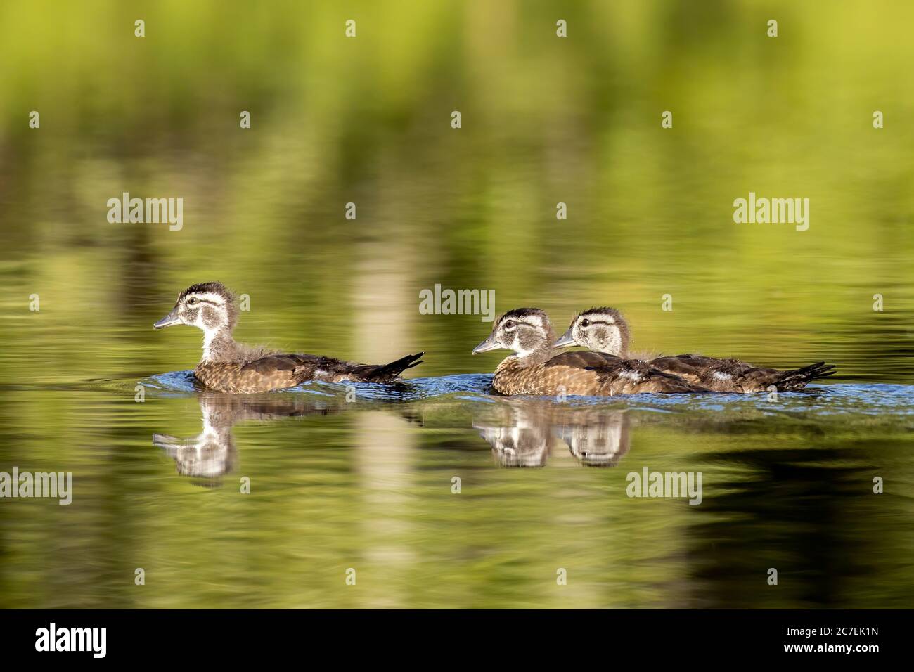 Wood duck chicks swim in the water in a small lake in north Idaho. Stock Photo