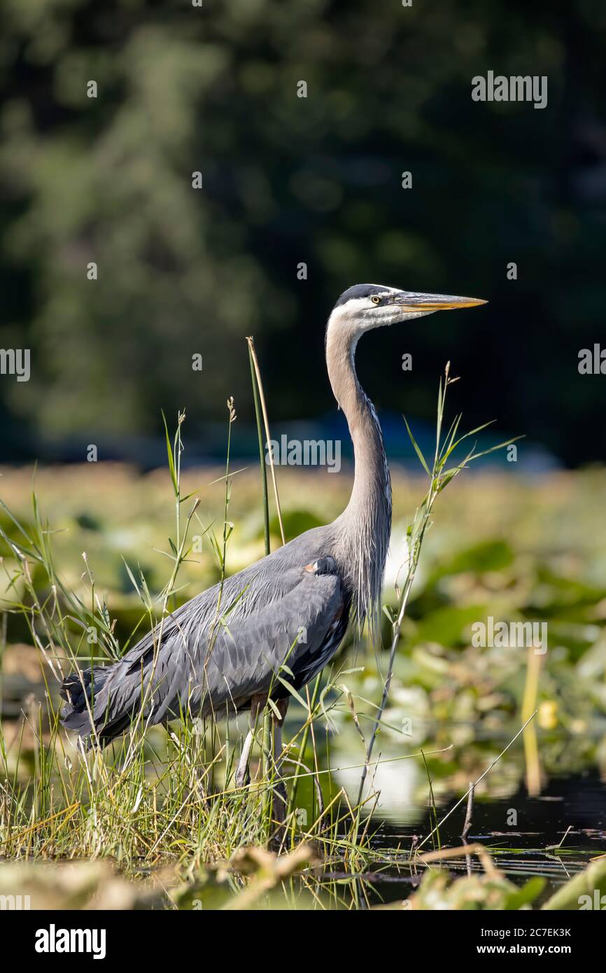 A great blue heron is wading in a pond in north Idaho. Stock Photo