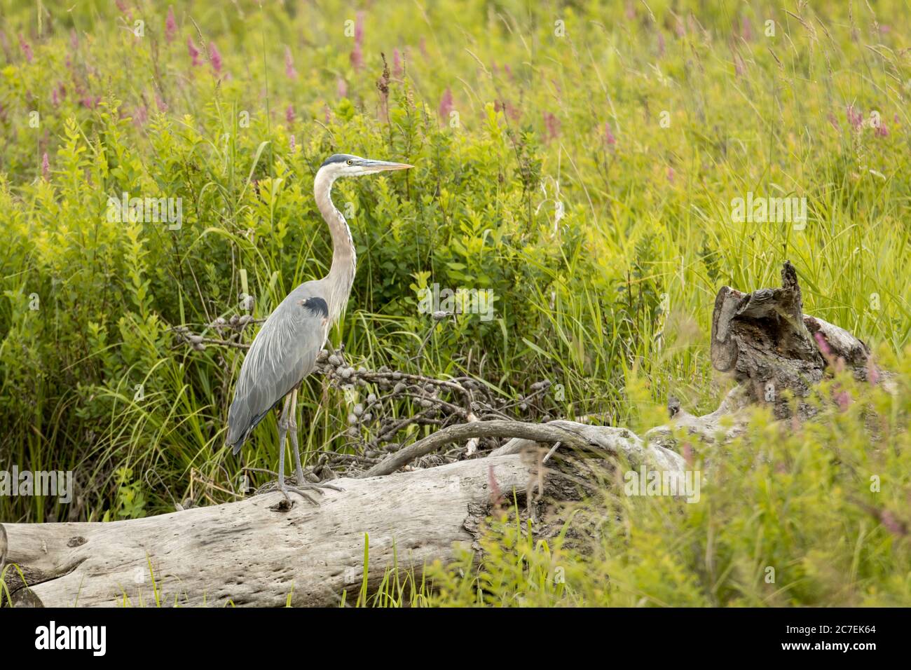 A great blue heron stands on an old fallen log in Stock Photo
