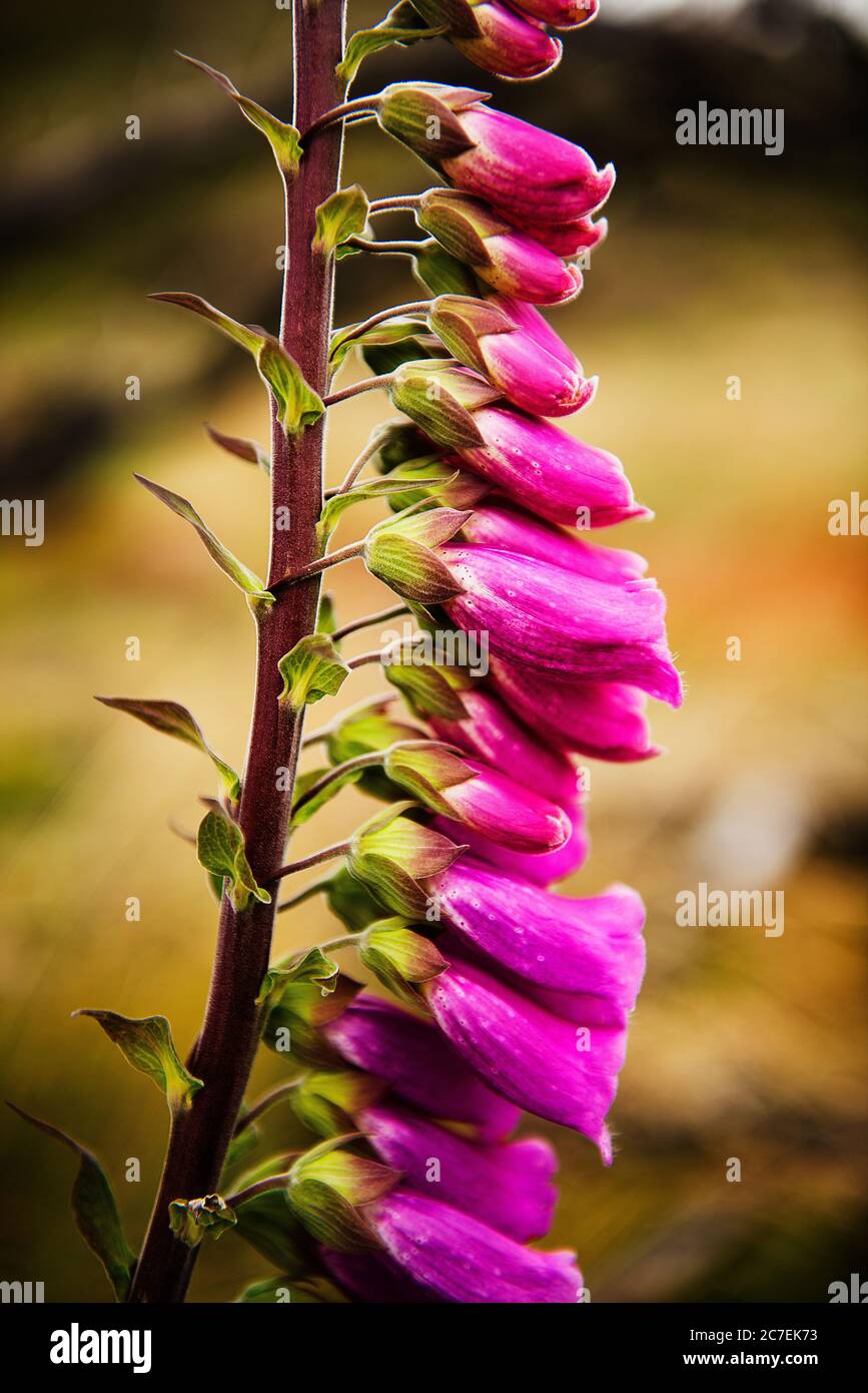 Lupine flower detail in Torres Del Paine National Park, Chile, Patagonia, South America Stock Photo