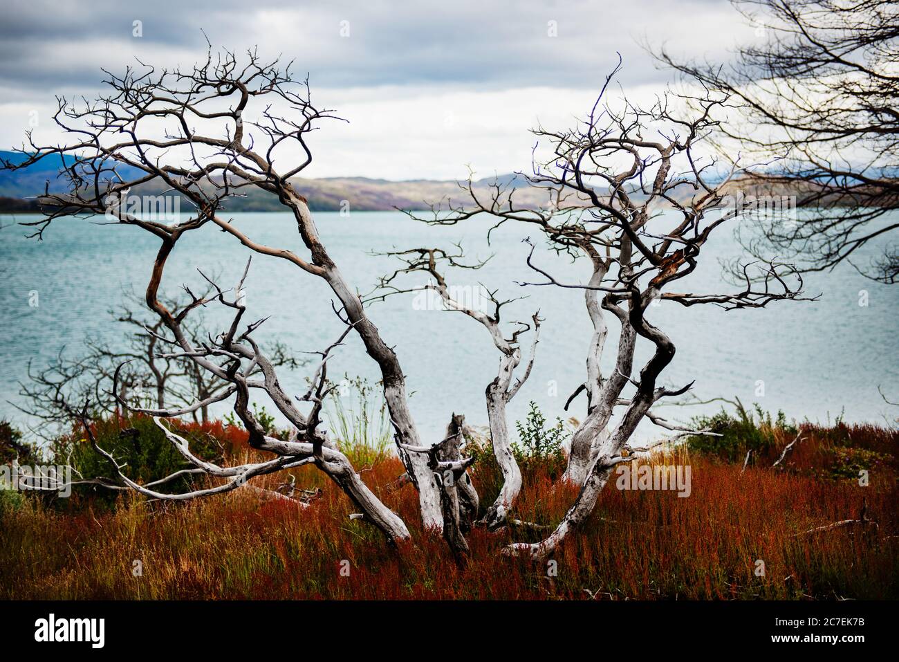 Tree in front of lago pehoe, Torres Del Paine National Park, Chile, Patagonia, South America Stock Photo