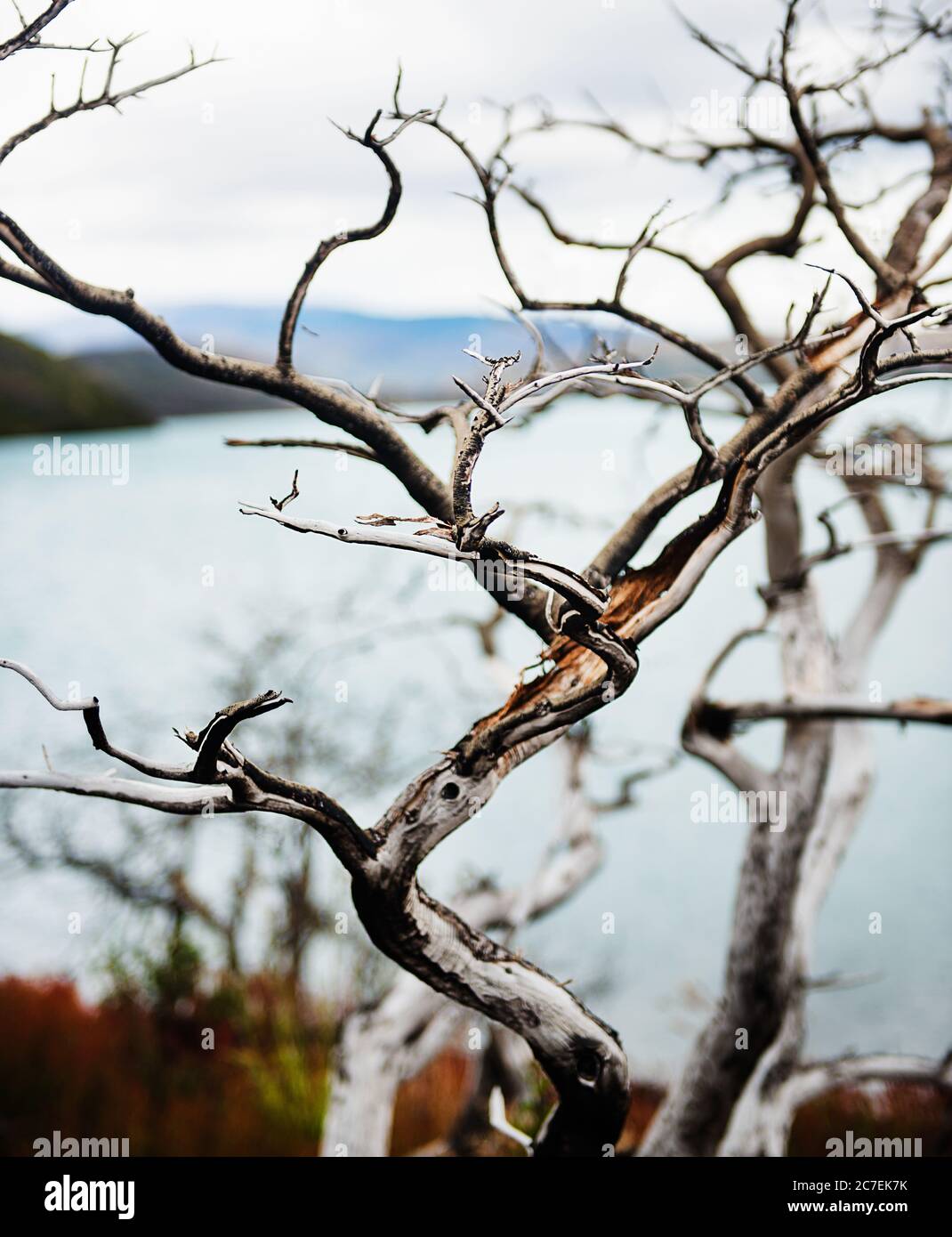 branch of a tree detail in Torres Del Paine National Park, Chile, Patagonia, South America Stock Photo