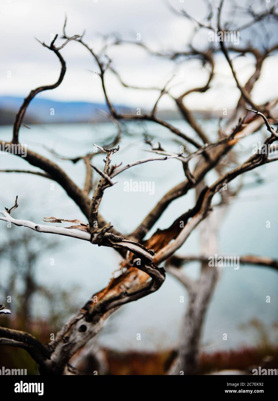 branch of a tree detail in Torres Del Paine National Park, Chile, Patagonia, South America Stock Photo