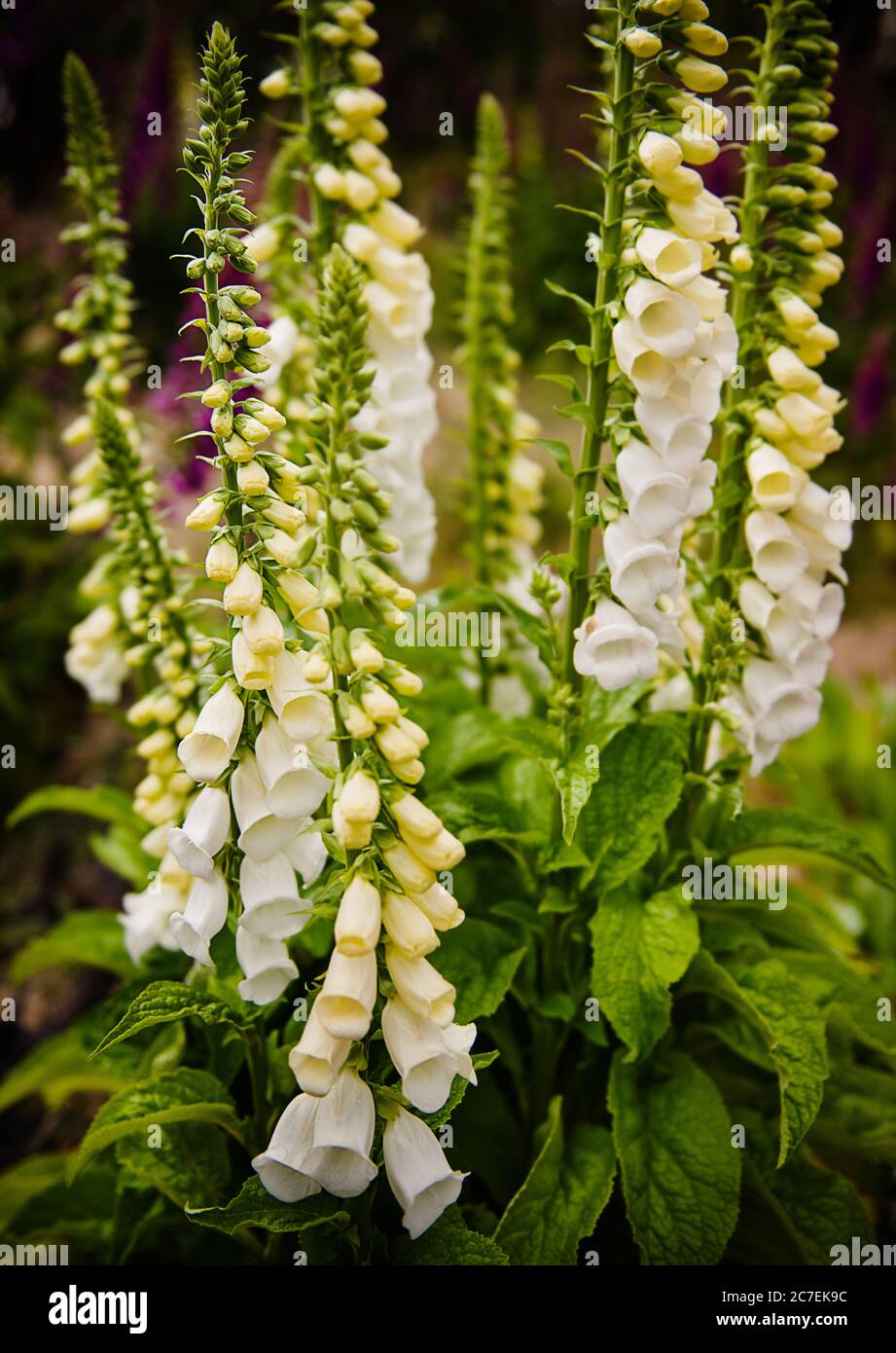 White lupine flowers in Torres Del Paine National Park, Chile, Patagonia, South America Stock Photo