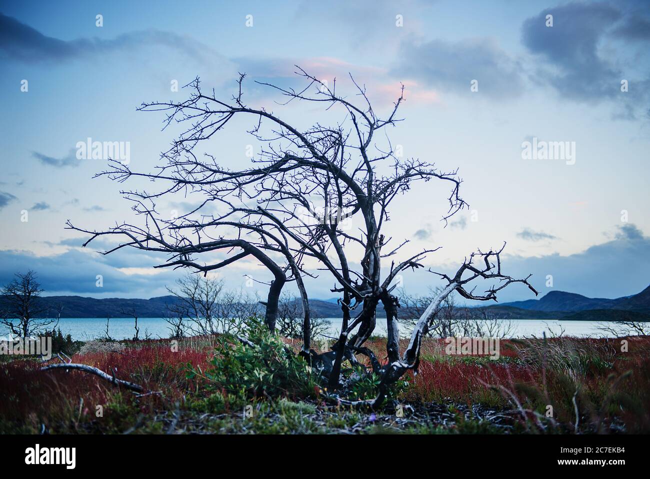 Tree in front of lago pehoe at sunset, Torres Del Paine National Park, Chile, Patagonia, South America Stock Photo