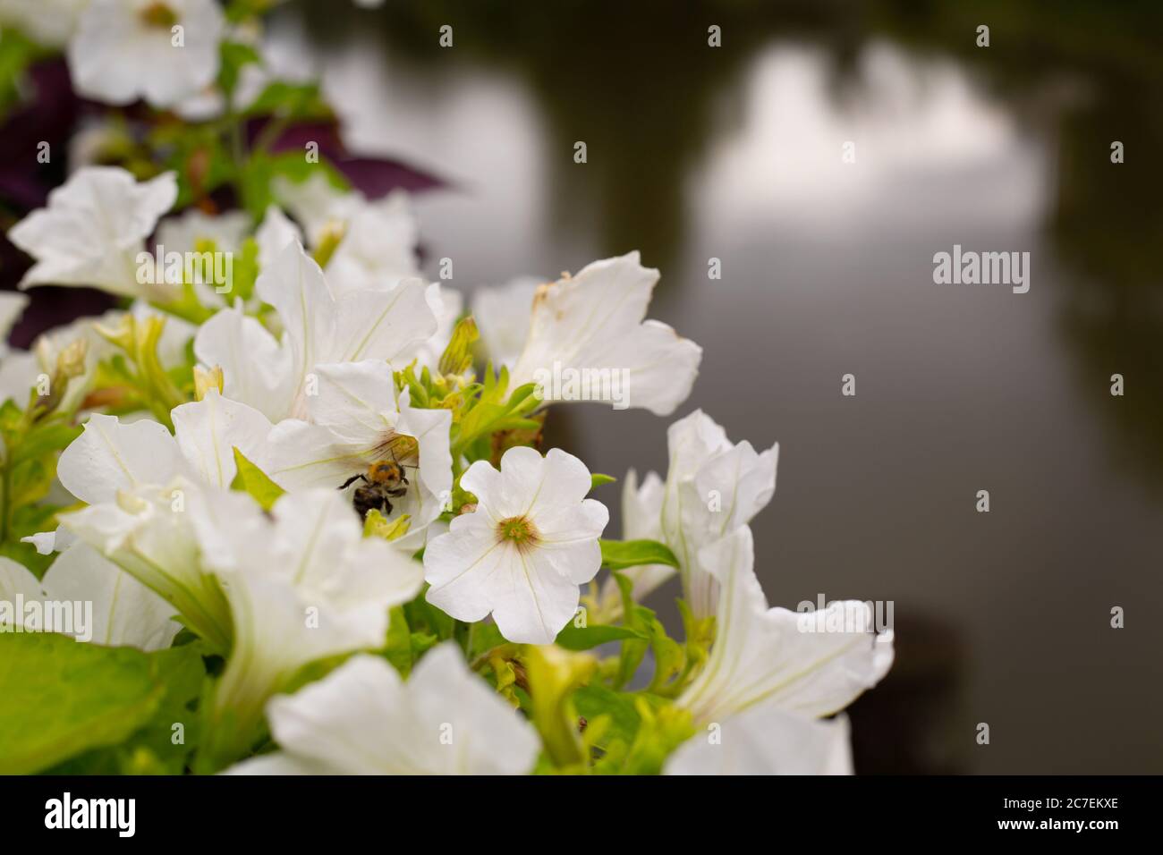 Bumblebee in a white petunia flower against the background of the river Stock Photo