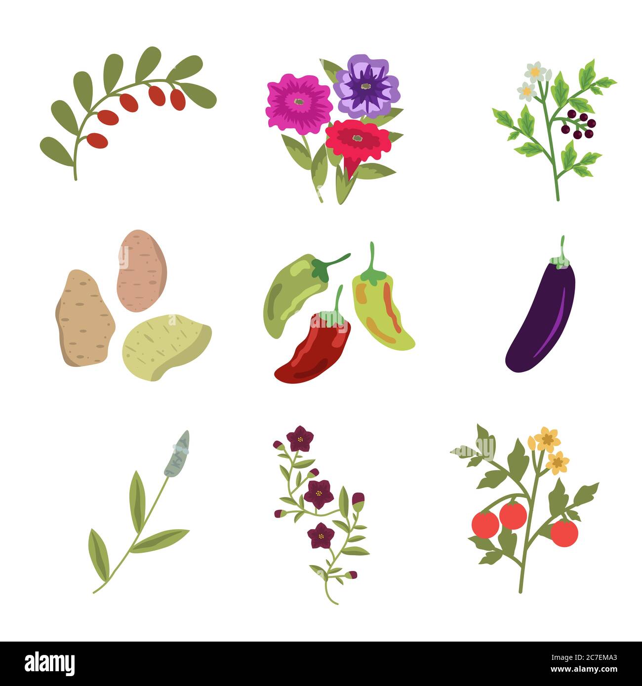 Solanales isolated vector plants set Stock Vector
