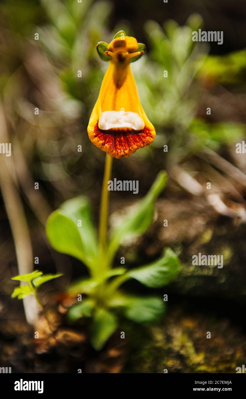 Calceolaria uniflora also known as Darwin's Slipper growing in Torres Del Paine National Park, Chile, Patagonia, South America Stock Photo