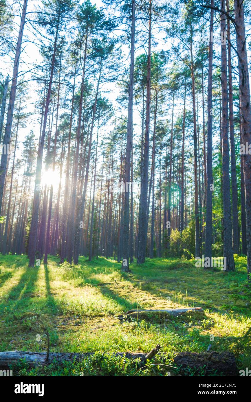 Sun rays pass through trees hi-res stock photography and images - Alamy