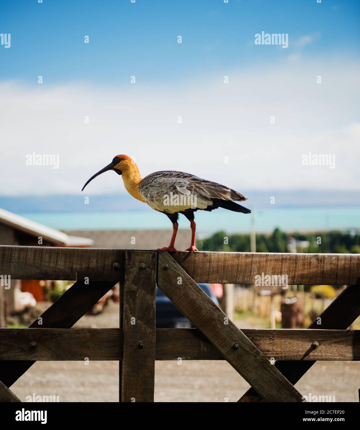 Black-faced Ibis in the town of  El Calafate, Argentina, South America Stock Photo