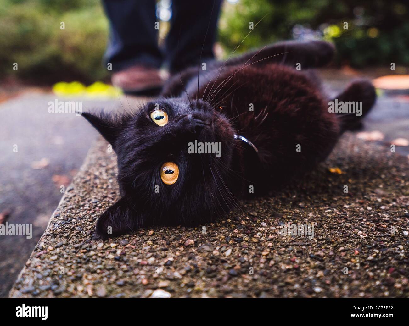 Closeup shot of a black cat laying on the ground looking towards the ...