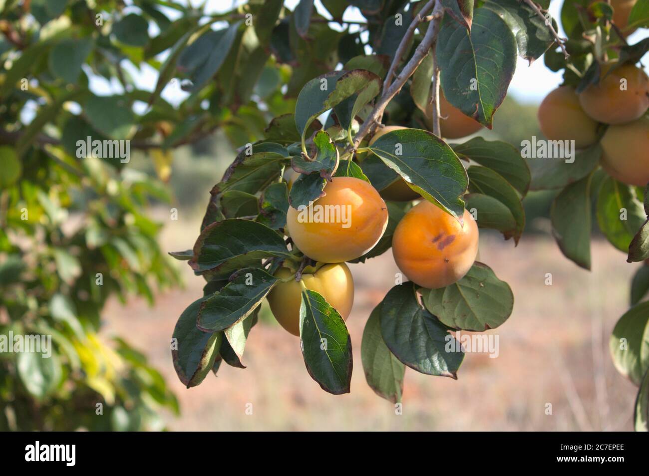Page 9 Persimmon Fruit Tree High Resolution Stock Photography And Images Alamy