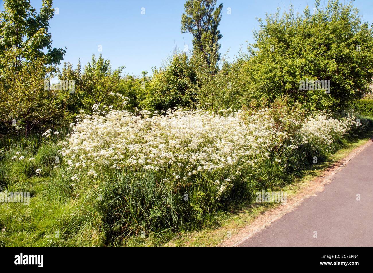A bed of Cow Parsley Anthriscus sylvestris of the carrot family in spring growing in a wildlife area on a local park in Blackpool Lancashire England Stock Photo