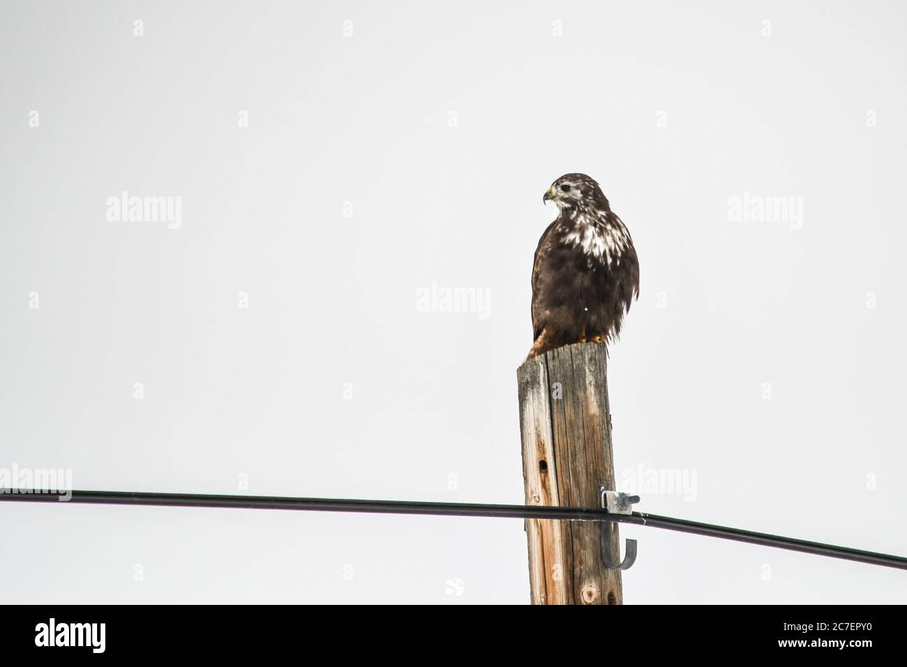 red-tailed hawk perched on post Stock Photo