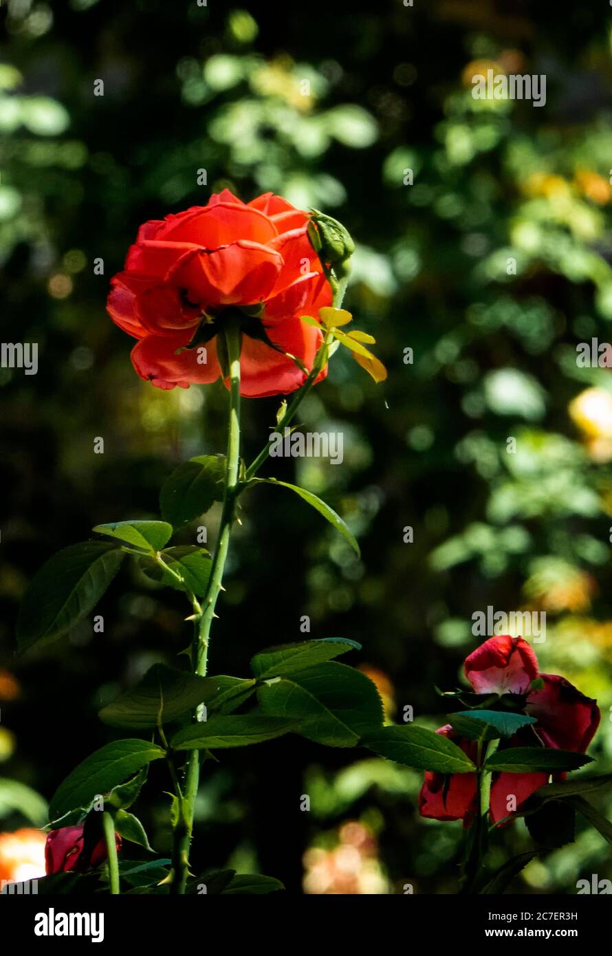 A single red rose rises tall in the garden Stock Photo - Alamy