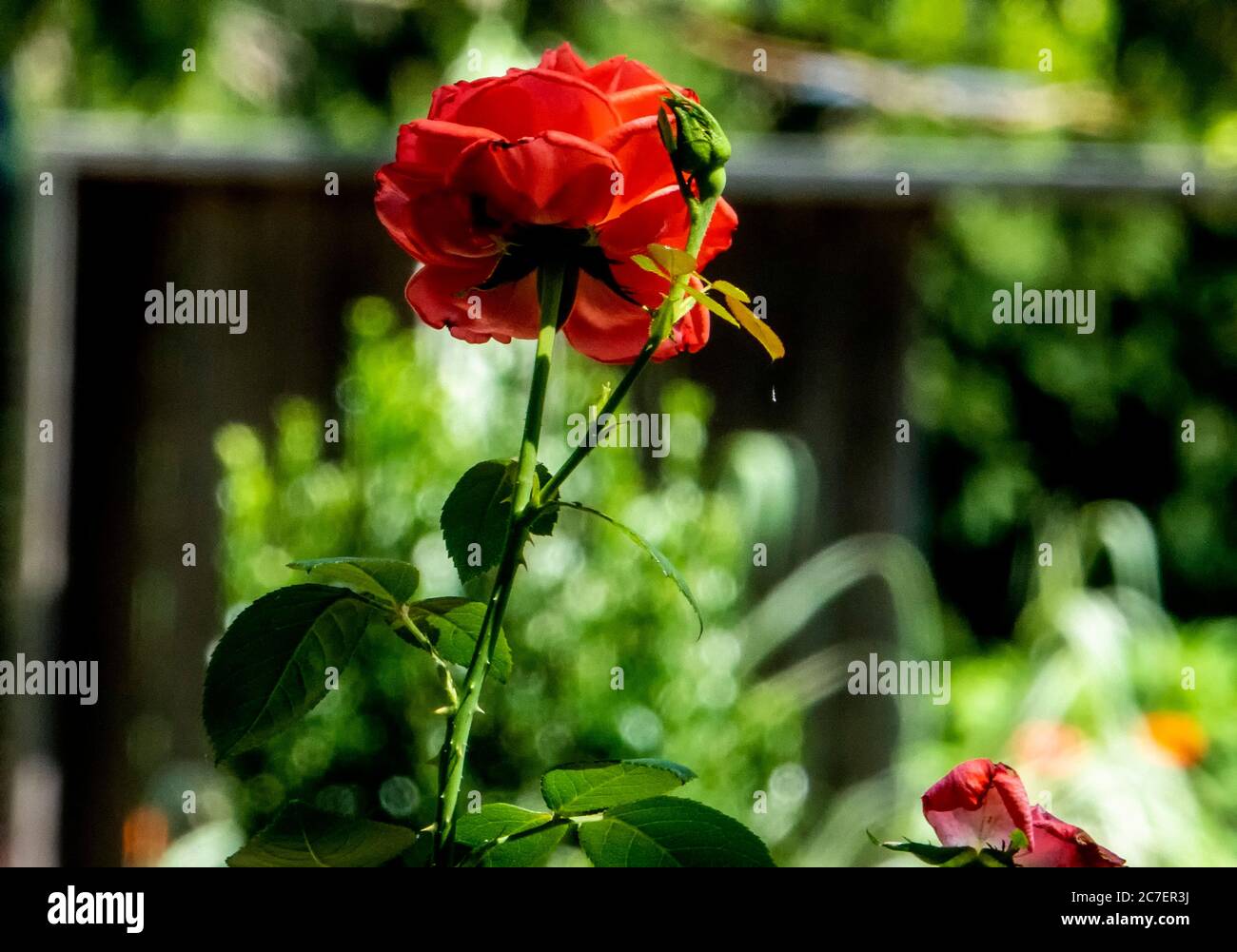 Red rose blooms hi-res stock photography and images - Alamy