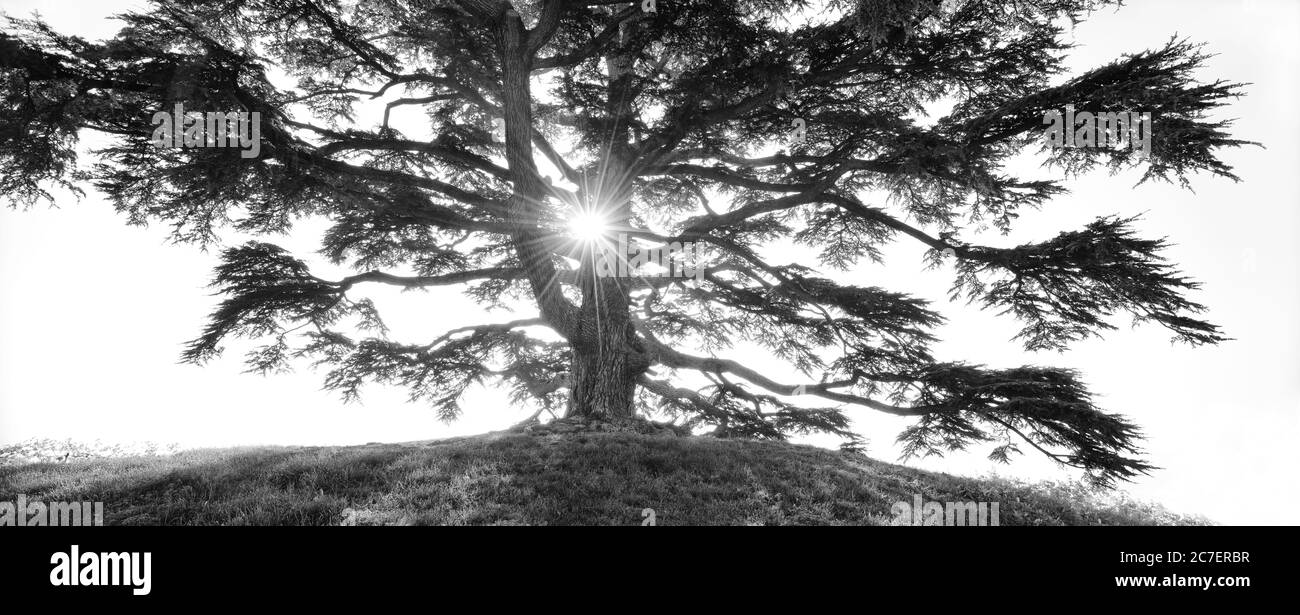 Panoramic shot of a tree with the sun shining through the branches in black and white Stock Photo