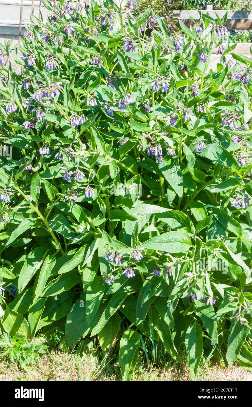 Common Comfrey Symphytum caucasicum plant with blue flowers on it from late spring to late summer A clump forming spreading perennial and fully hardy Stock Photo