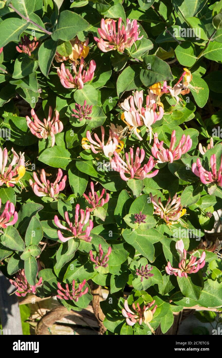 Wild Honeysuckle Lonicera periclymenum Woodbine with buds and flowers A