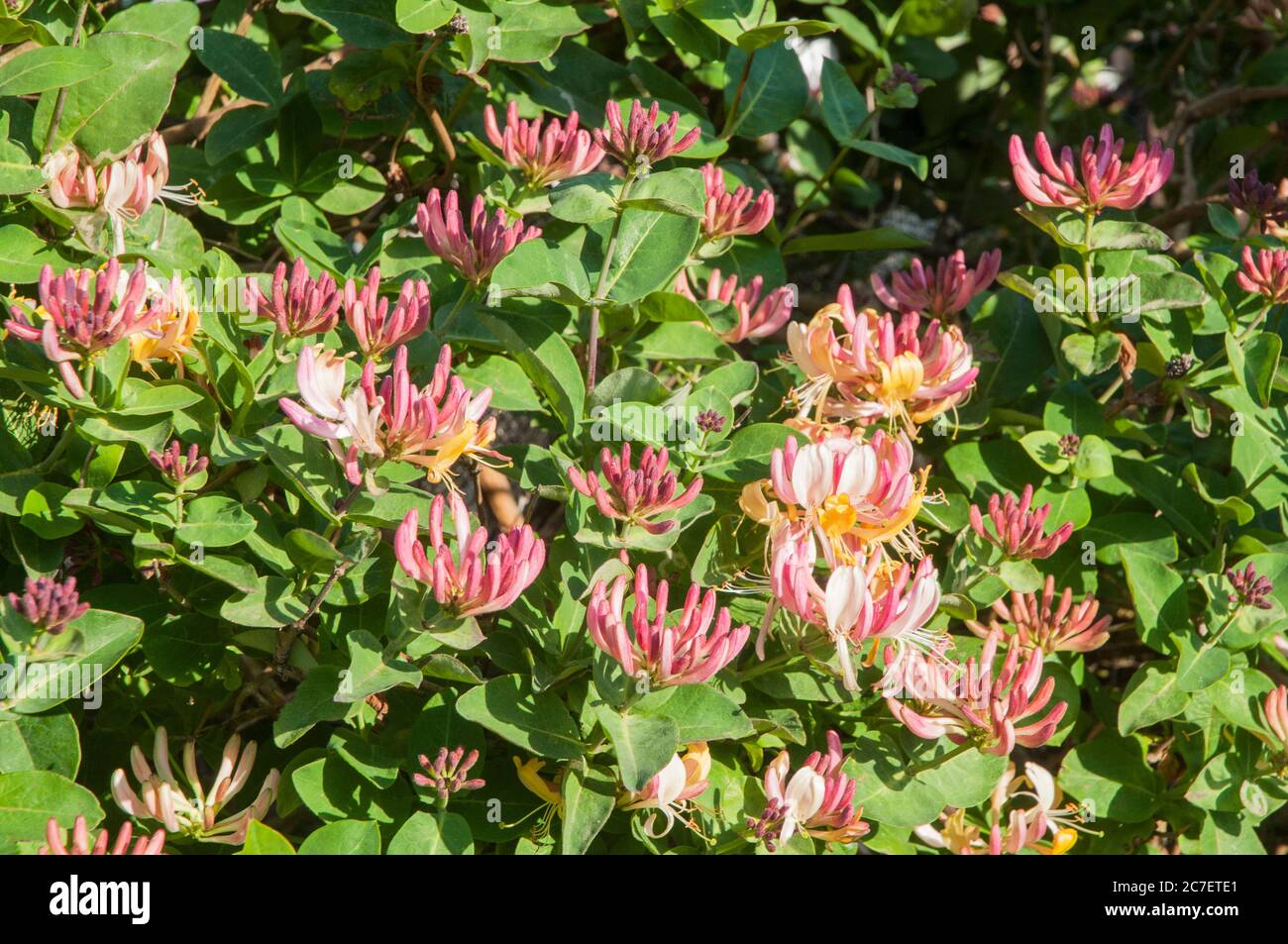 Wild Honeysuckle Lonicera periclymenum Woodbine with buds and flowers A