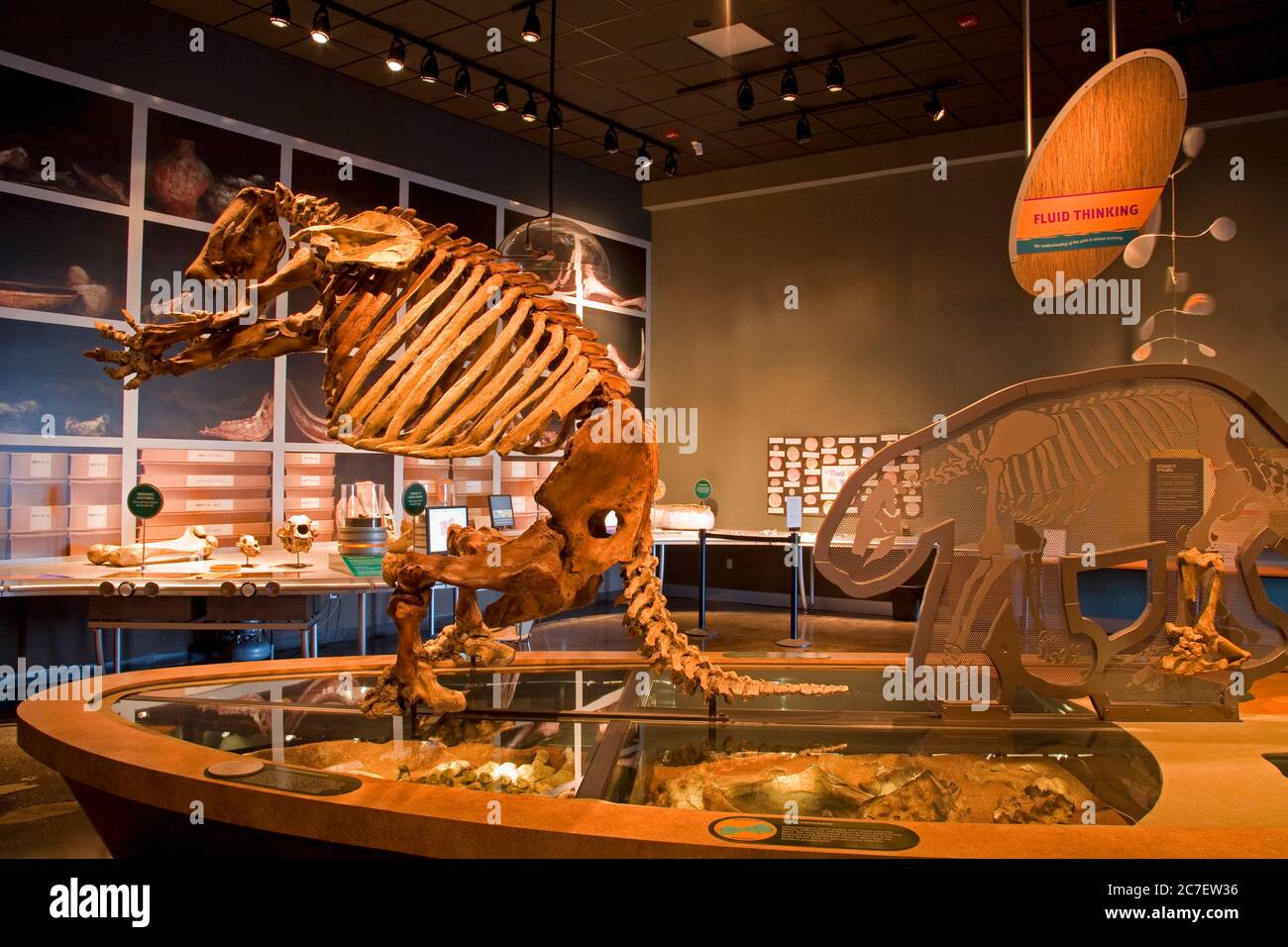 Ground Sloth, Western Center For Archaeology & Paleontology, Diamond Valley Lake, Riverside