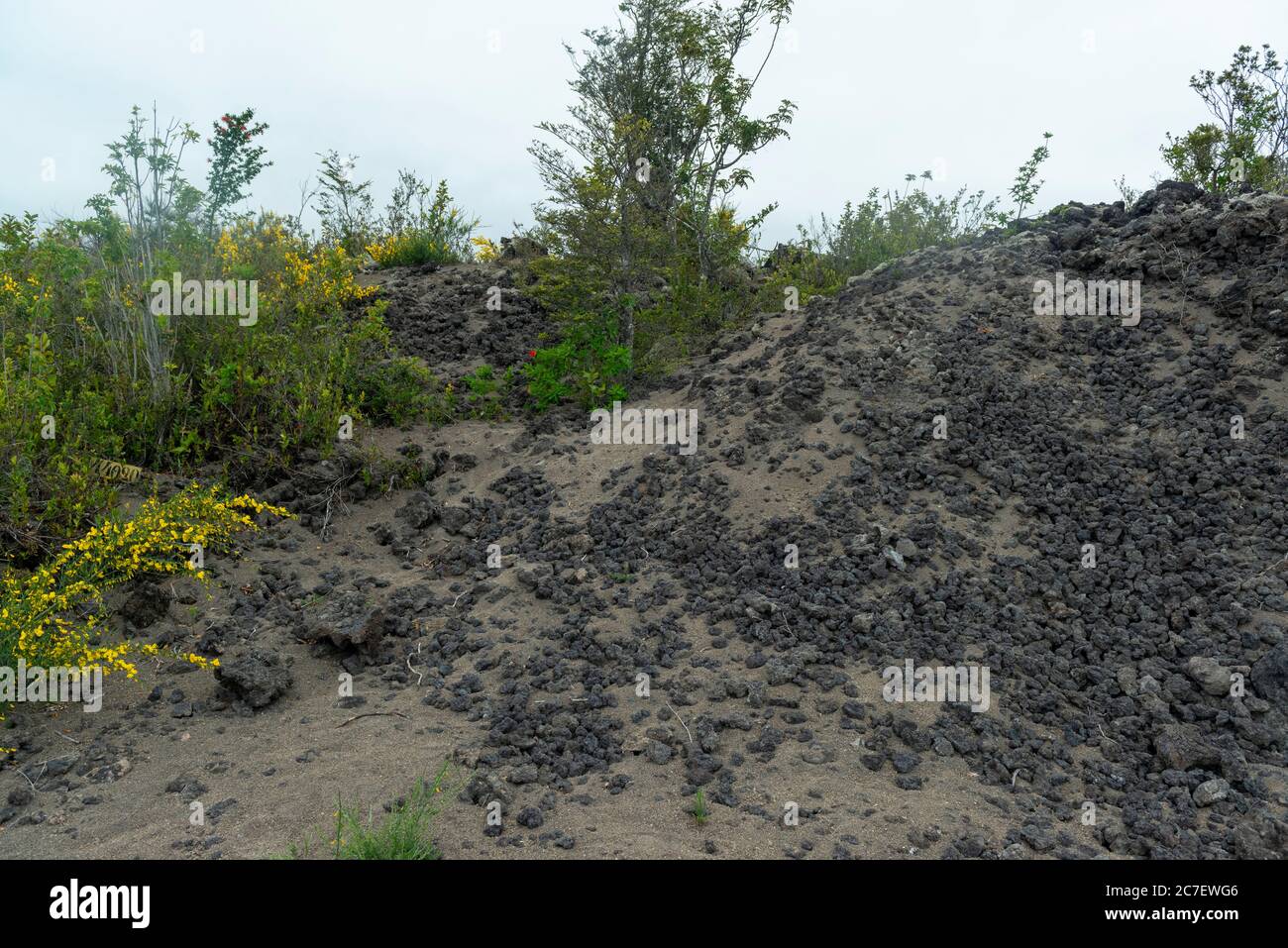 Plants and flowers growing in the ashes of the Calbuco volcano Stock
