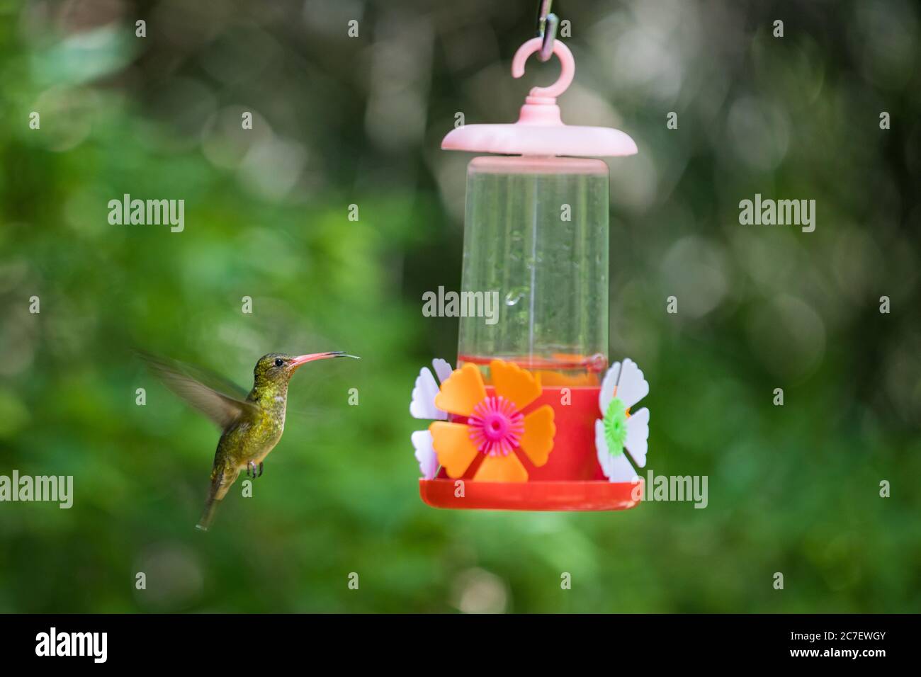 Hummingbird flying and drinking sugar water Stock Photo