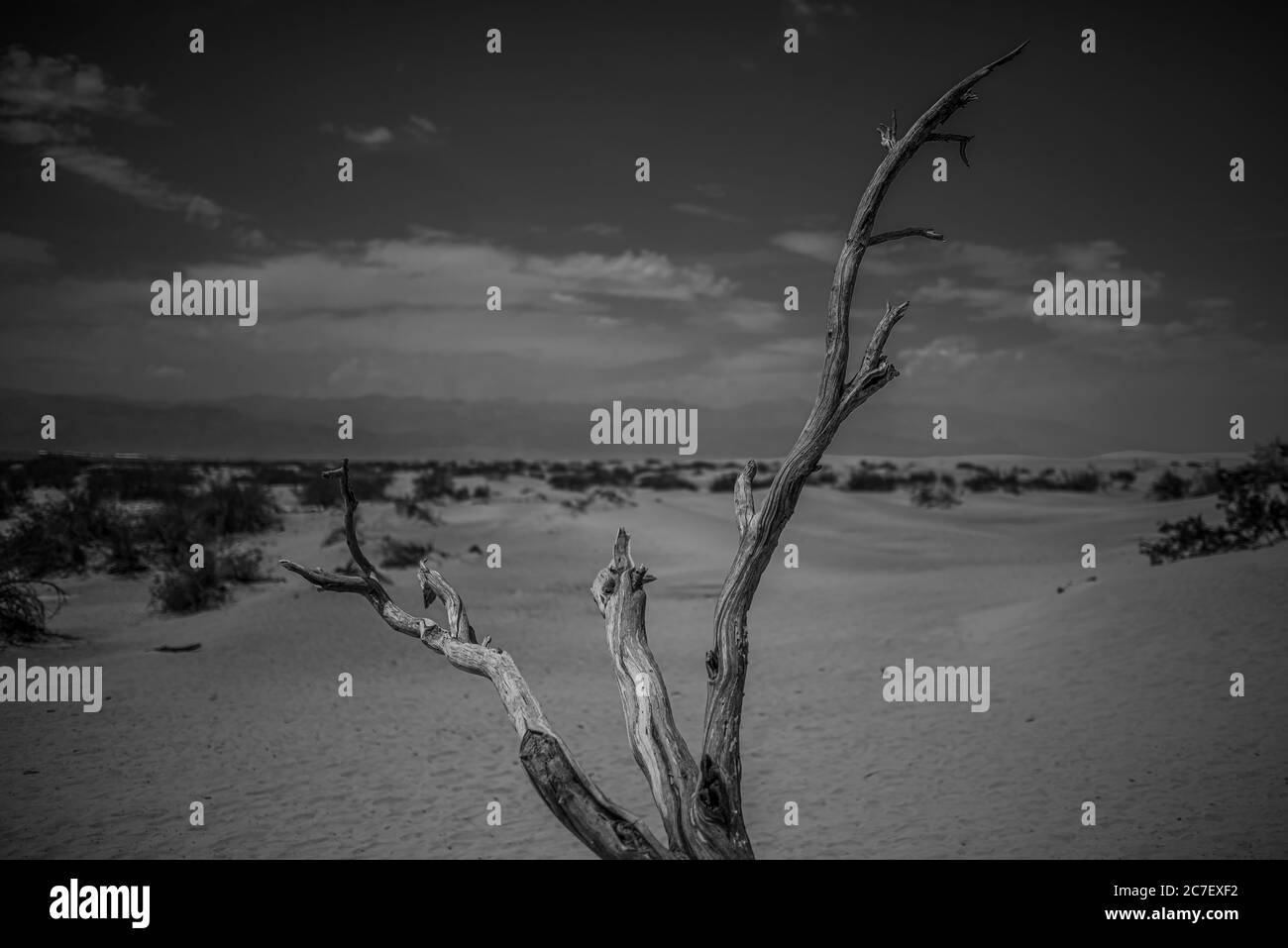 Horizontal greyscale shot of a dry tree stick in the desert surrounded by bushes Stock Photo